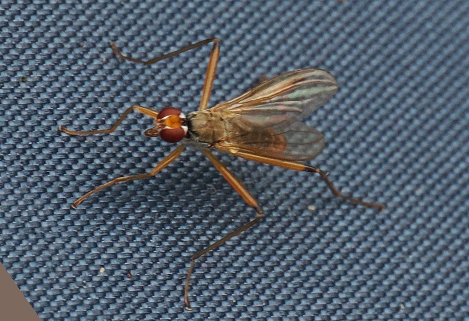 Neria-cibaria